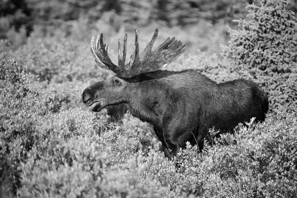 Brainard Lake Bull Moose