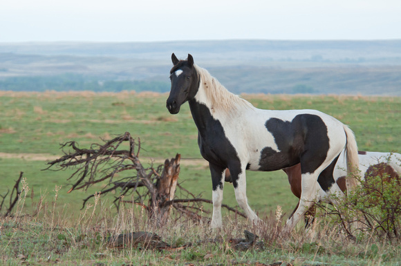 Wild Horse-0514
