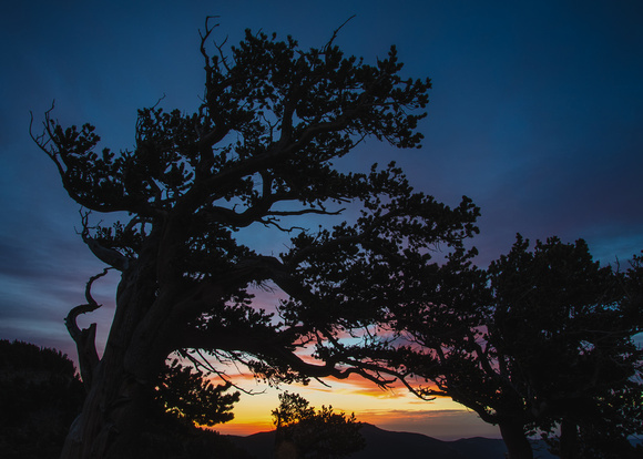 Bristlecone Sunrise