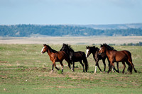 Wild Horse-0745