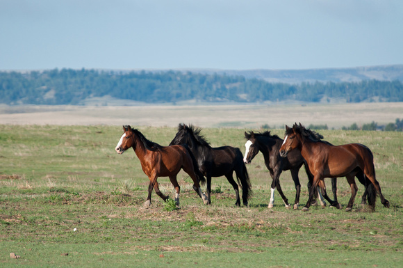 Wild Horse-0745