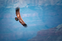 California Condor - Grand Canyon - South Rim