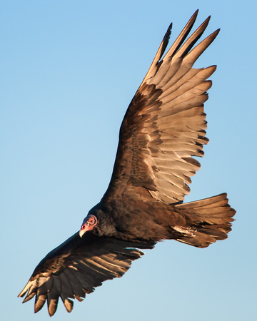 Turkey Vulture - Grand Canyon - South Rim