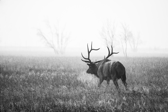 Bull Elk In Fog