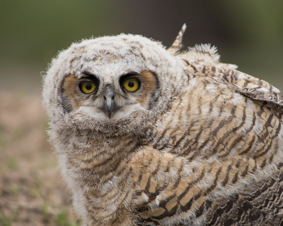 Baby Great Horned Owl - Bubo virginianus