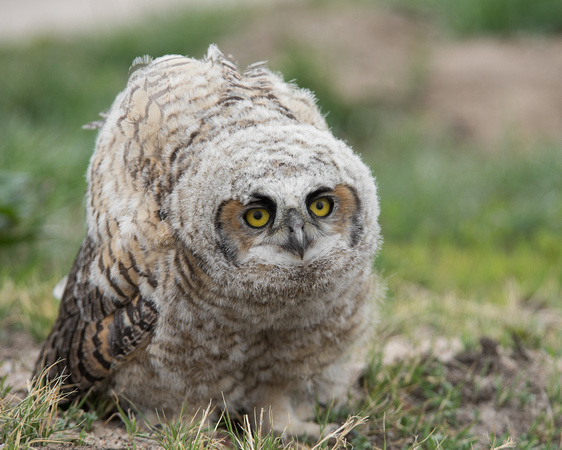 Baby Great Horned Owl - Bubo virginianus