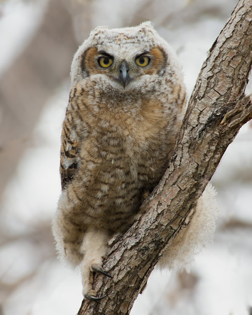 Great Horned Owl Fledgeling