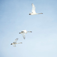 Trumpeter Swans