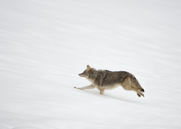 Coyote Running In Snow