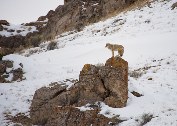 Coyote on Rocks