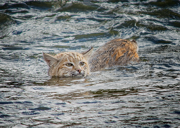 Out For  a Swim