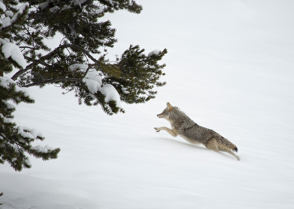 Coyote Leaping Through Snow