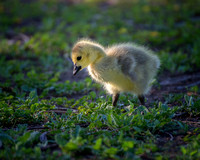 Gosling