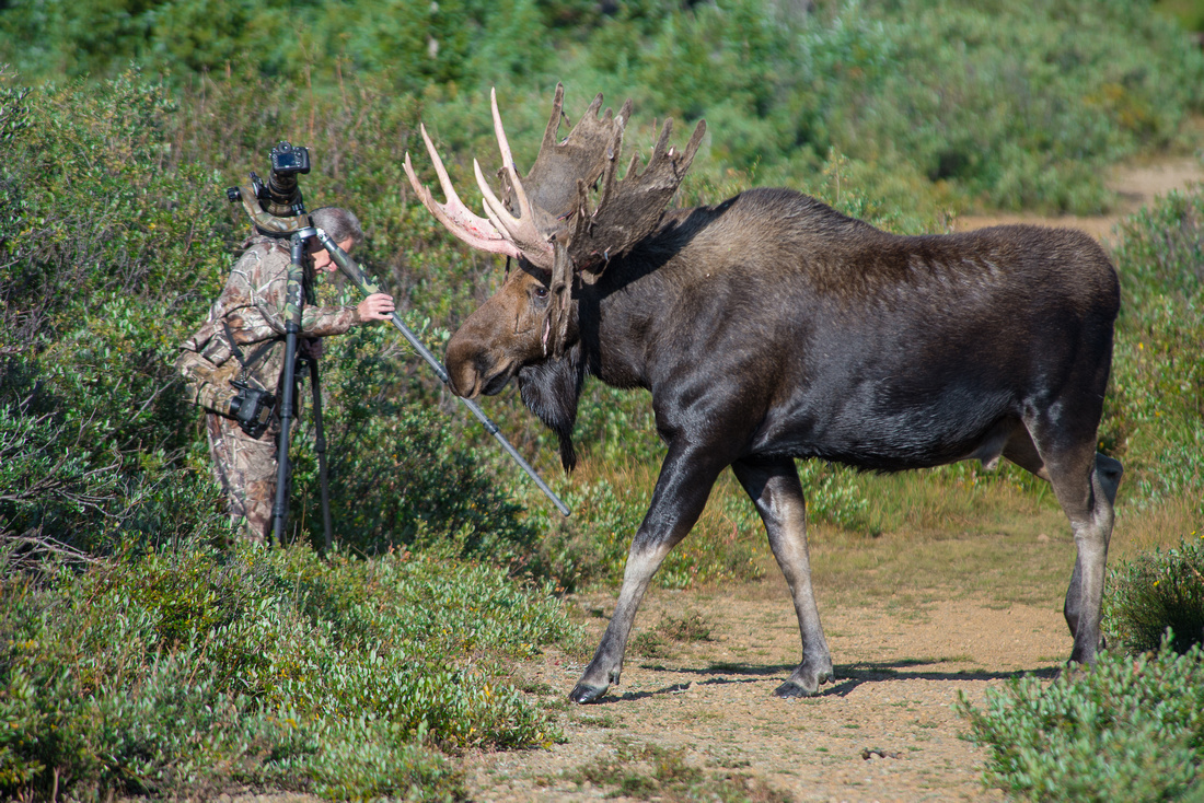 Bull Moose and Photographer