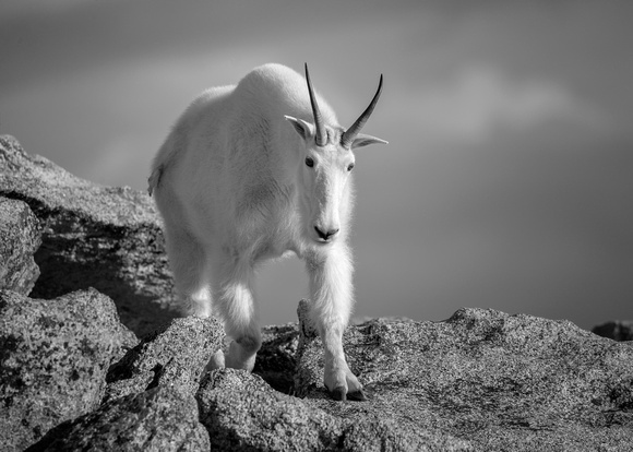 Mt Evans Goat