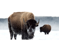 Snow Faced Bison