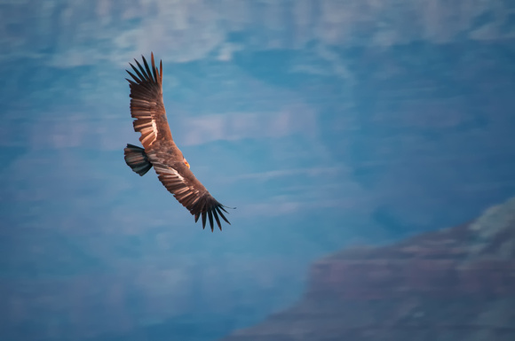 Grand Canyon- California Condor