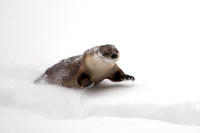 Leaping Otter