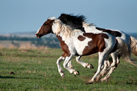 Wild Horse-0882