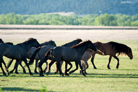 Wild Horse-0658