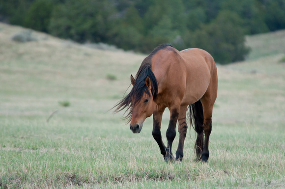 Wild Horse-0379