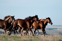 Wild Horse-0778