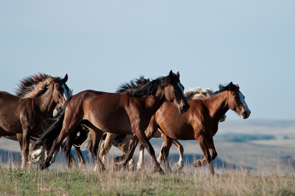 Wild Horse-0778