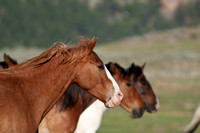 Wild Horse-0008