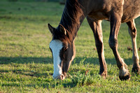 Wild Horse-0596