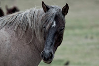 Wild Horse-0359