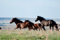 Wild Horse-0757