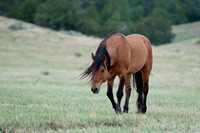 Black Hills Wild Horse Santuary