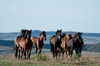 Wild Horse-0772